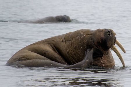 Svalbard, The Beautiful Walrus a huge arctic mammal, and an amazing aquatic creature, enjoying a refreshing bath in the polar watersの写真素材
