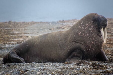 Svalbard, The Beautiful Walrus a huge arctic mammal, and an amazing aquatic creatureの写真素材
