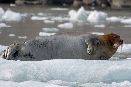 Bearded Seal in the Arctic Island of Svalbardの写真素材