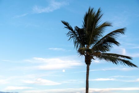 Palm tree moving with the windの写真素材