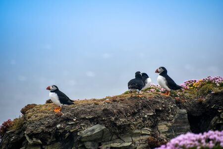 puffins on a cliffの写真素材