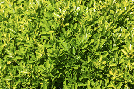 A multitude of leaves, texture with green leaves, leaves background.の写真素材