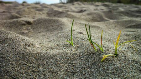 Small tufts of grass growing on the sand of a beach. Small detail of a natural wonder.の写真素材