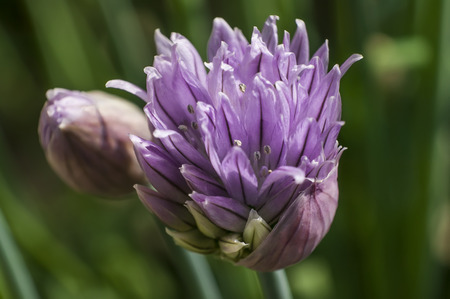 Flower in full bloom phase Grass Plant chives (Allium schoenoprasum). Detail of the petals of this flower with bright colors.の写真素材