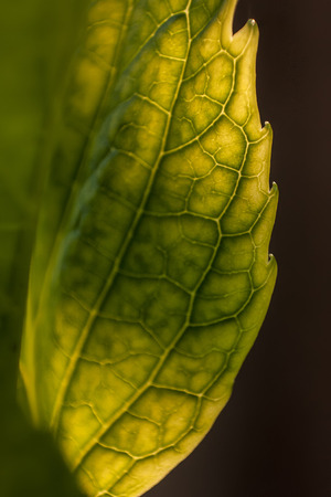 Detail of veins on a leaf in spring. Spectacular detail of a leaf and its smaller veins.の写真素材