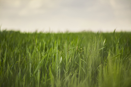 Wheat Ears in a Field of Cultivation in Italy.の写真素材