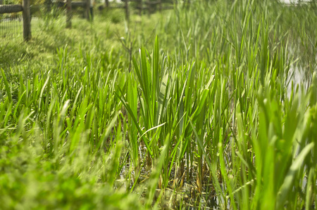 Closeup of a clump of grass in lush growth in the spring period.の写真素材