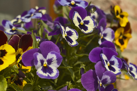 Many colorful flowers in a vase within a cultivation and nursery.の写真素材