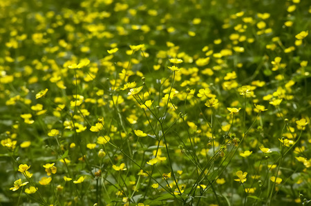 A multitude of yellow flowers in a park. Great as background or texture for graphic designs.の写真素材