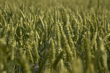 Ears of barley in a field of cultivation, agriculture in italy.の写真素材