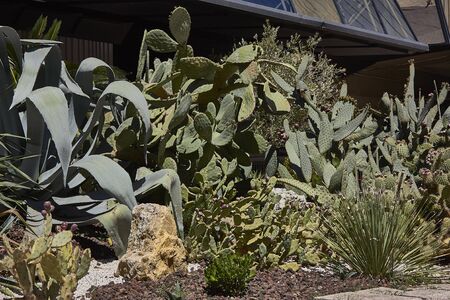 Cactus, fatty plant, used as an ornament on a nest in Nevada. Greasy plantの写真素材