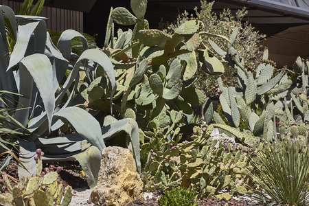 Cactus, fatty plant, used as an ornament on a nest in Nevada. Greasy plantの写真素材
