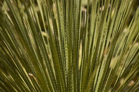 Detail of some cacti in which the details and details of the needles are very visible.の写真素材