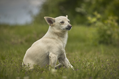 Small dog sitting in the grass with a very careful, proud and imperfect look, in attack position.の写真素材