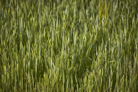 Ears of barley in a field of cultivation, agriculture in italy.の写真素材