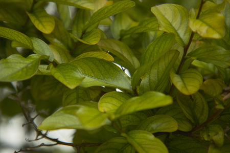 Young small leaves lit by the spring sunshine, in a typical vegetation of northern Italy.の写真素材