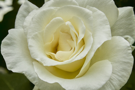 Detail of white petals of a rose in a magnifying detail full of details.の写真素材