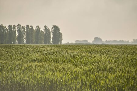 Ears of barley in a field of cultivation, agriculture in italy.の写真素材