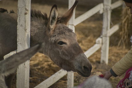 Hand of a human being eating to a young donkey in a fence. Typical scene of a didactic farm or a zoo.の写真素材