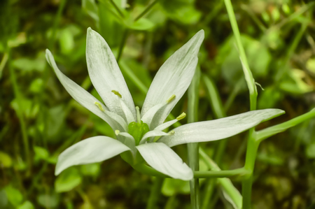 Detail of a white flower with pistils and petals in view taken in a macro shot.の写真素材