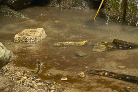 Small stream in a forest of northern Italy. Water flows through the rocks to get down. Schivanoia Falls, Teolo, Italy.の写真素材