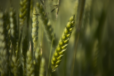 Ears of barley in a field of cultivation, agriculture in italy.の写真素材