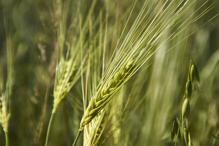 Ears of wheat in a field of cultivation, agriculture in italy.の写真素材