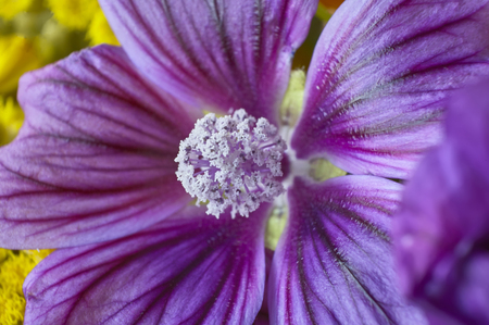 Detail of the purple pistils and filaments of a purple flower, detail and detail visible thanks to the macro shooting.の写真素材