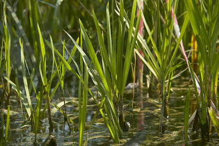 Close-up view of grass tufts in a pond full of water, lit by daylight in the summer.の写真素材