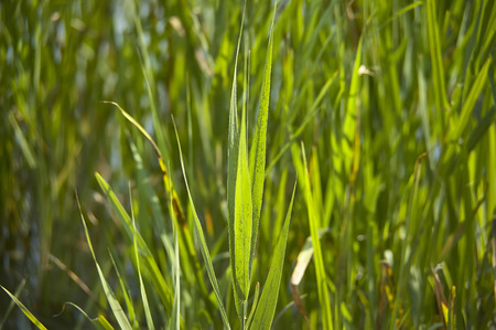 Close-up view of grass tufts in a pond full of water, lit by daylight in the summer.の写真素材