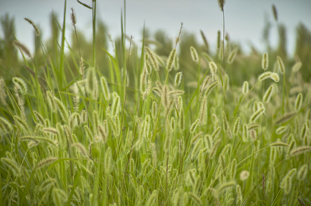 Vegetation, grass, typical of the plumage areas of the Po Valley in Italy. Detail of grass roots and small ears. Swampy vegetation.の写真素材