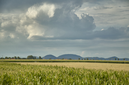 Corn field with background of a thunderstorm and some hills, example of rural landscape of the Rovigo areas in Italy.の写真素材