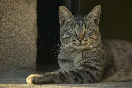 half-naked cat lying on the ground looking up at the shooting point.の写真素材