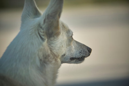 close-up of a small meticulous dog taken from behind while looking forward to its next goal. The...