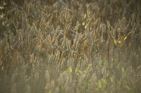 Resuming at sunset of a grain crop in italy, grain now ready for harvest.の写真素材