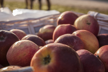 Many red apples in a basket at the market.の写真素材