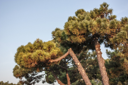 Sea pine pines: typical Po Delta vegetation in Italy.の写真素材