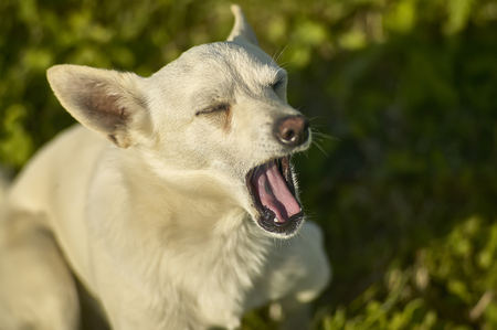 Small, light-colored mascara dog picked up from above while yawning at a time of sleepの写真素材