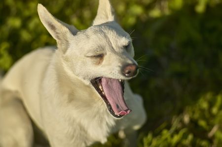 Small, light-colored mascara dog picked up from above while yawning at a time of sleepの写真素材