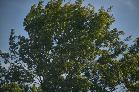 Lime tree, typical of the Padana plain, in the summer moved by the strong wind of a summer day.の写真素材