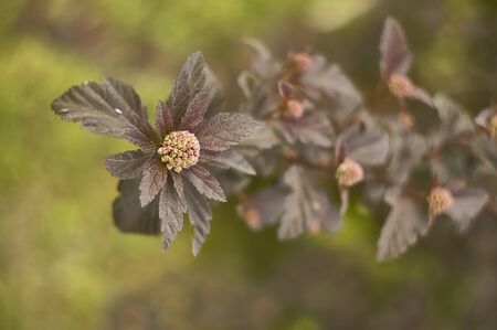Detail of some dark or red leaves and a flower of the same plant.の写真素材