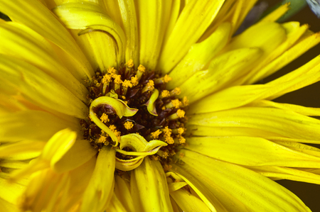 Macro detail of the interior of a yellow flower, where the pistols and the pollen are very well known.の写真素材