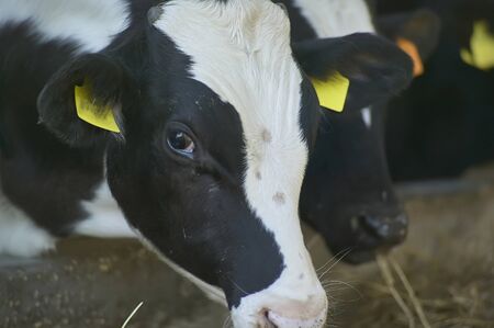 Close-up of a calf in breeding while eating, and growing for meat production.の写真素材