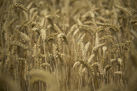 Macro detail of some ears of ripe barley and ready for harvesting. Photos with the highest level of detail.の写真素材