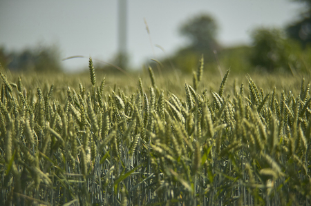 Macro detail of some ears of ripe barley and ready for harvesting. Photos with the highest level of detail.の写真素材