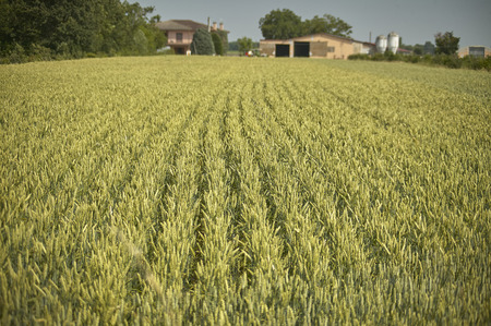 Field of barley on a farm: very rich and abundant crop.の写真素材