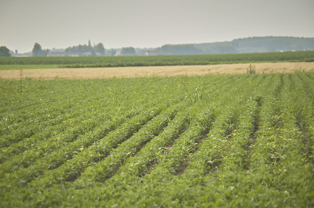 Field of soy cultivation with soy plants still green and maturing.の写真素材