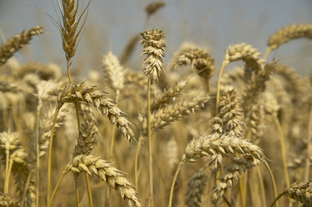 Macro detail of some ears of ripe barley and ready for harvesting. Photos with the highest level of detail.の写真素材