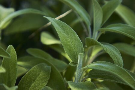 Magnifying a Salvia Sage leaf, a plant used as a spice in the kitchen.の写真素材