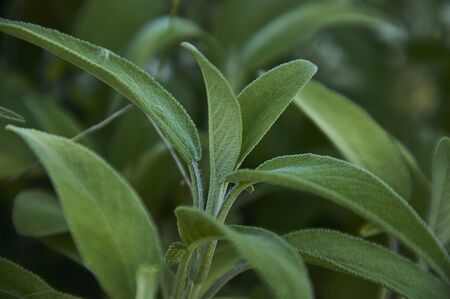 Magnifying a Salvia Sage leaf, a plant used as a spice in the kitchen.の写真素材